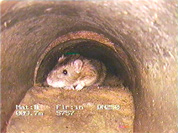 Ratte im Kanal
